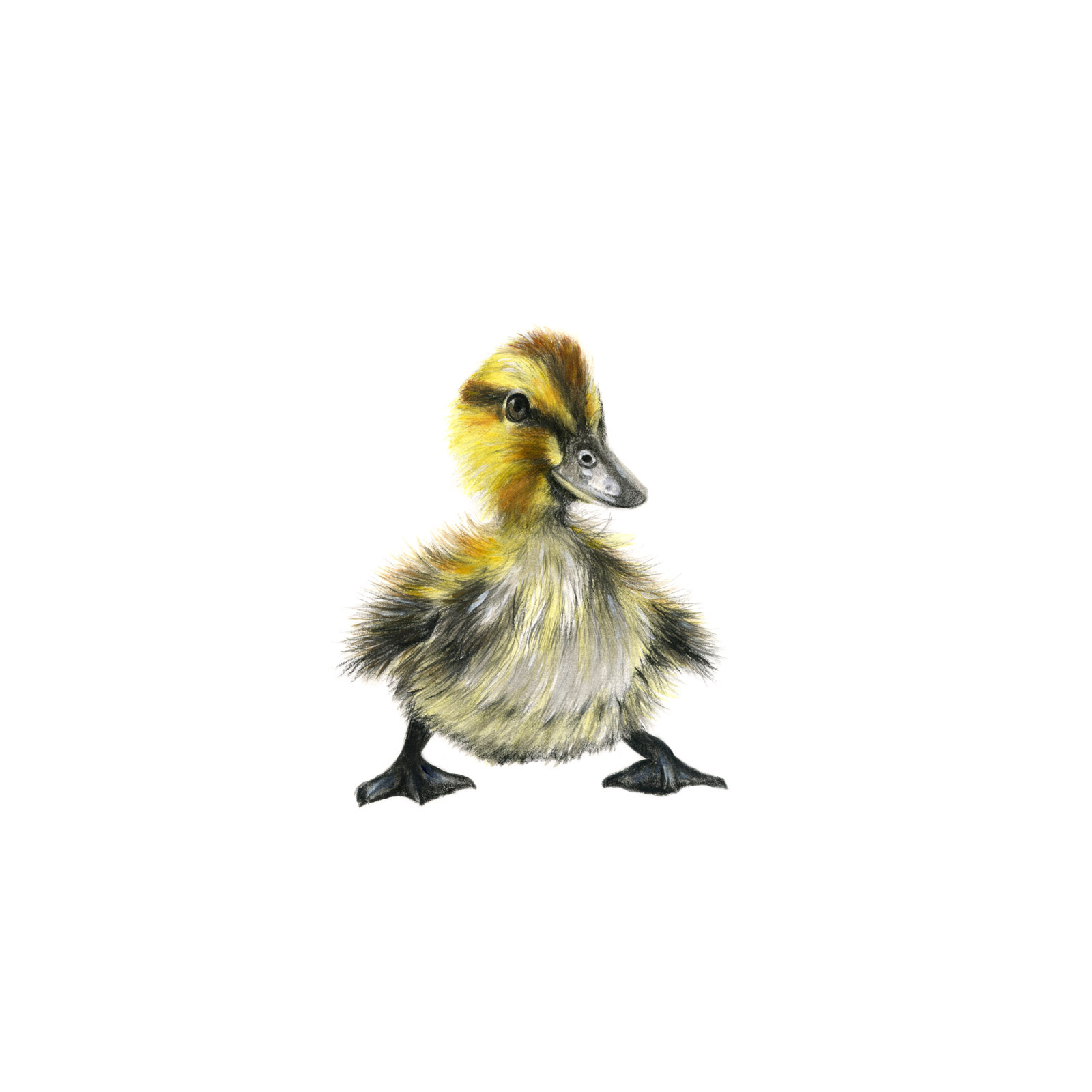 354NotSoUglyDuckling 354NotSoUglyDuckling