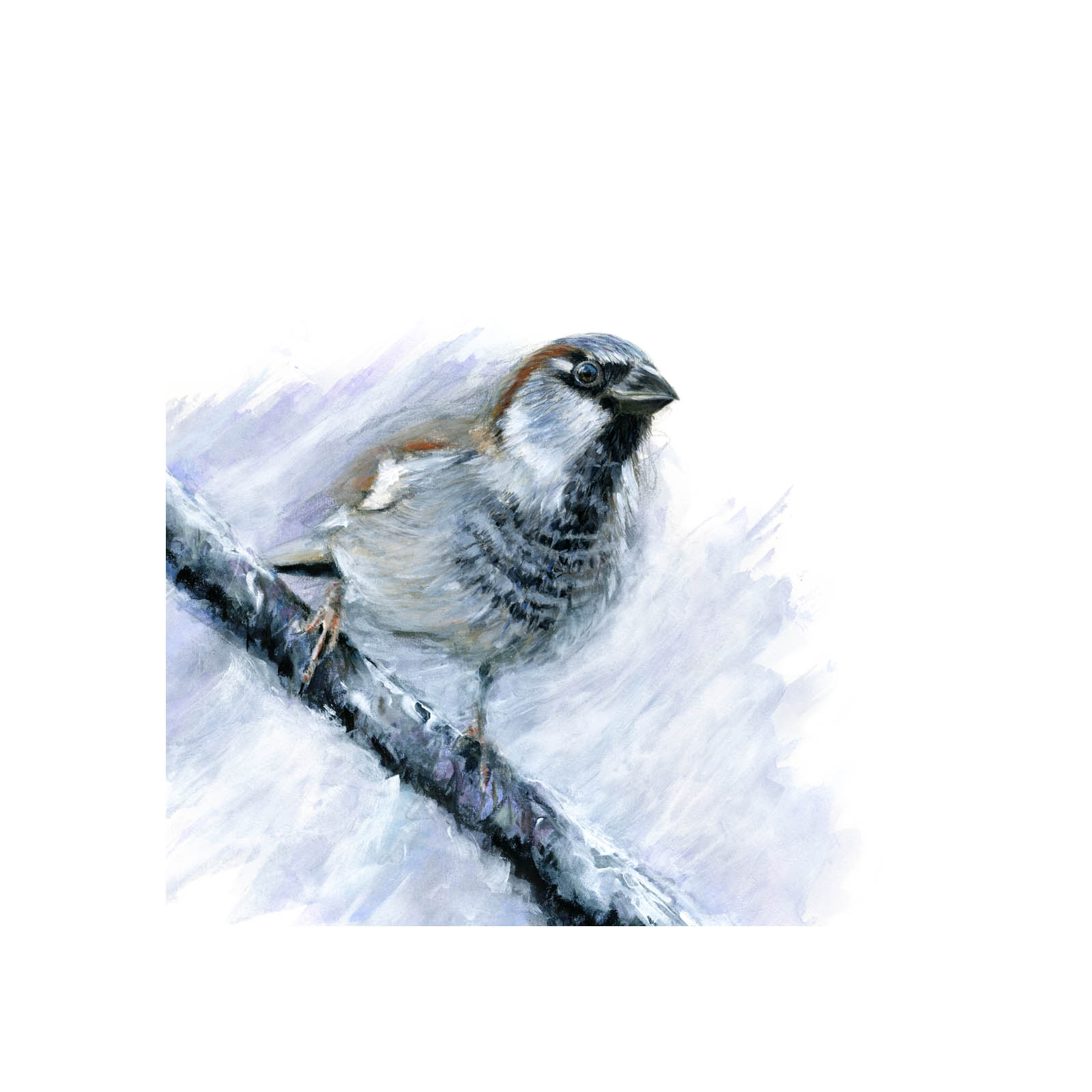House Sparrow - Cumbrian Artist David Pooley